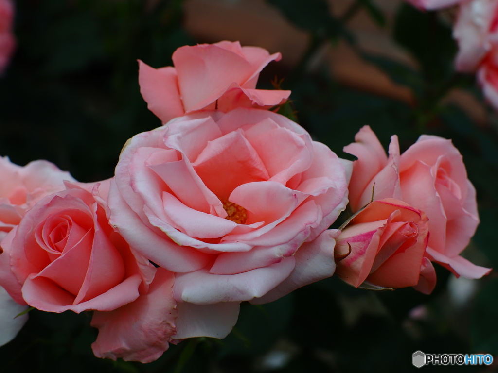 薔薇撮影を楽しむ③