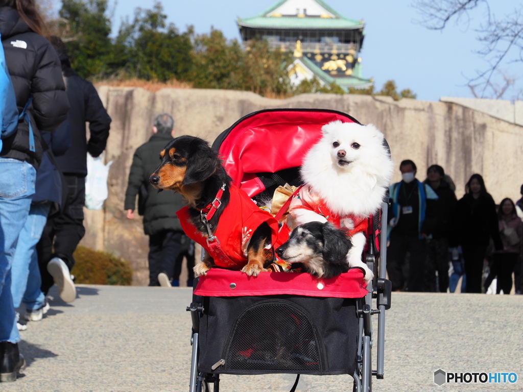 大阪城公園に行ってきたよ！
