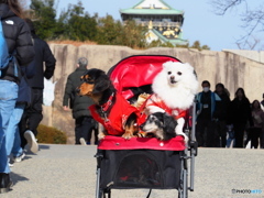 大阪城公園に行ってきたよ！