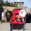 大阪城公園に行ってきたよ！