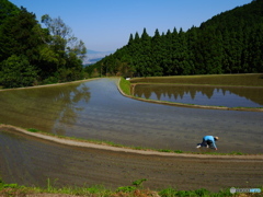 田植えが始まったよ～２