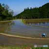 田植えが始まったよ～２