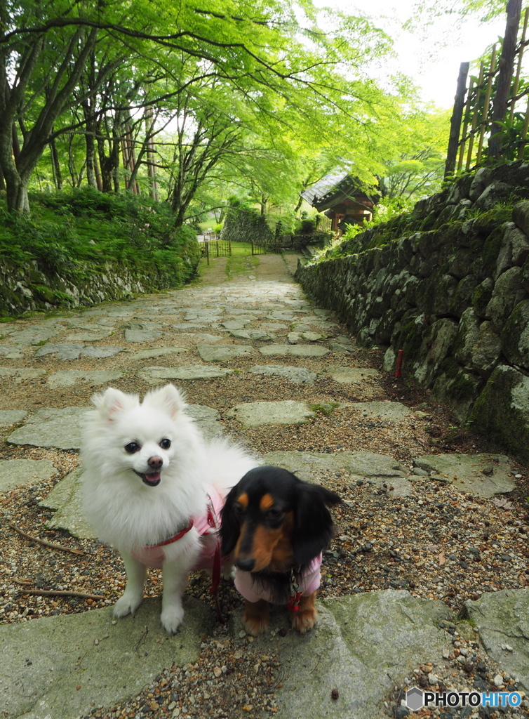 緑の中の散策～百済寺～わんこーず