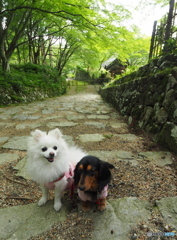 緑の中の散策～百済寺～わんこーず