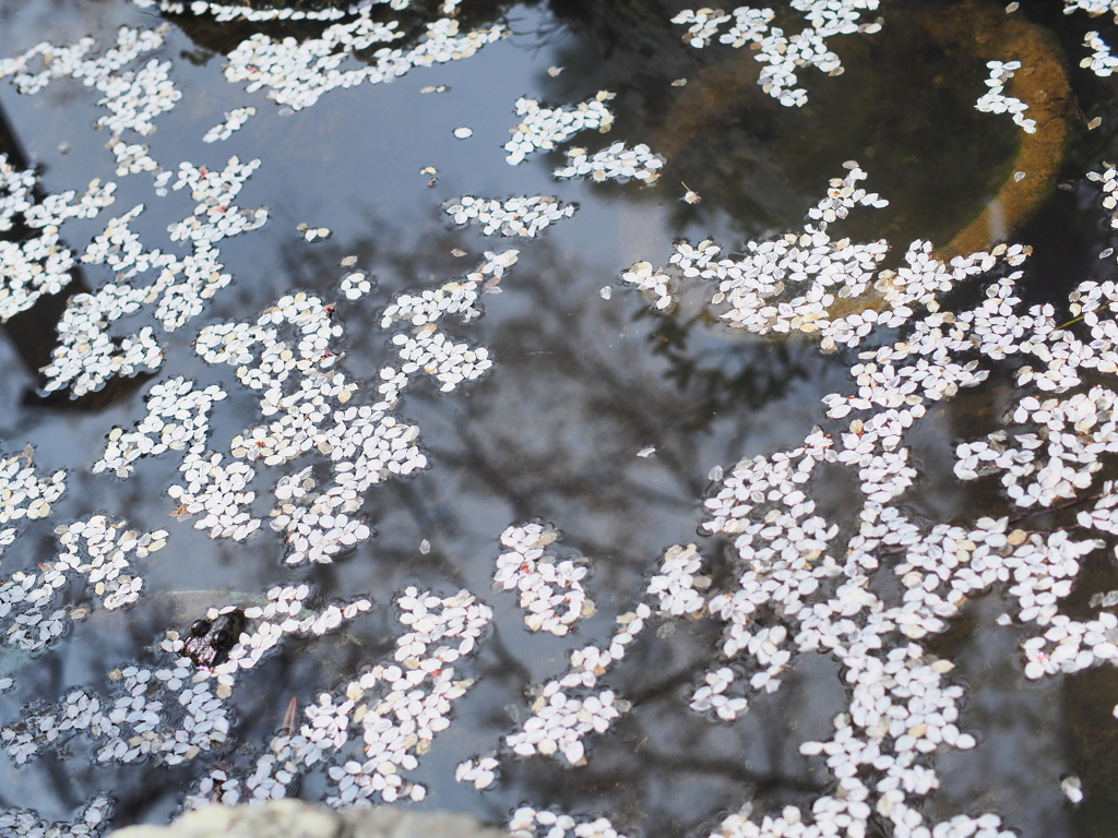 桜アルバム⑩