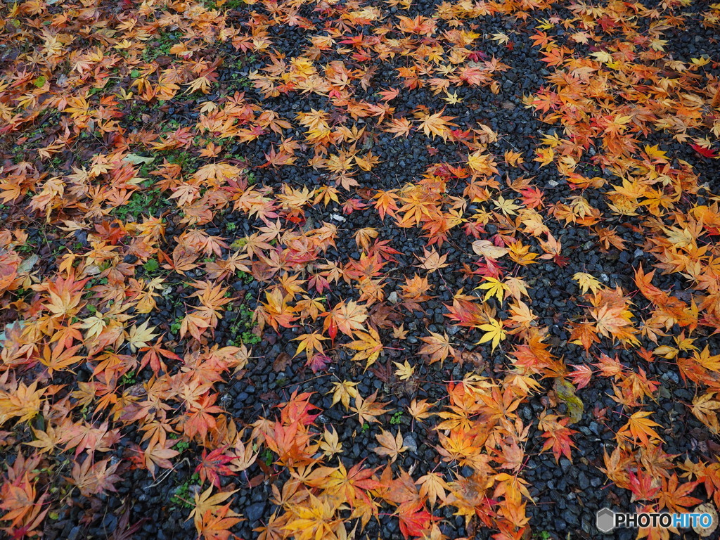 紅葉散歩百済寺 参