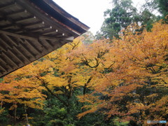 紅葉散歩百済寺 伍