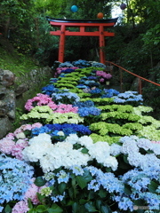 洛西の紫陽花寺を歩く～柳谷観音 楊谷寺