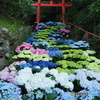 洛西の紫陽花寺を歩く～柳谷観音 楊谷寺