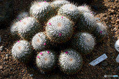 暑い時に熱帯植物を見る３