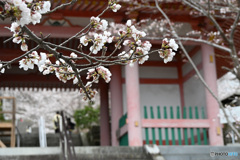六番目の寺院で桜を楽しむ 壷阪寺