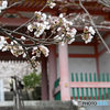六番目の寺院で桜を楽しむ 壷阪寺