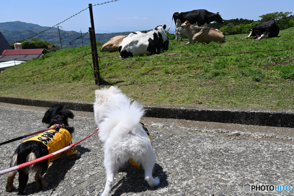 負け犬の遠吠え