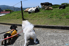負け犬の遠吠え