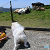 負け犬の遠吠え