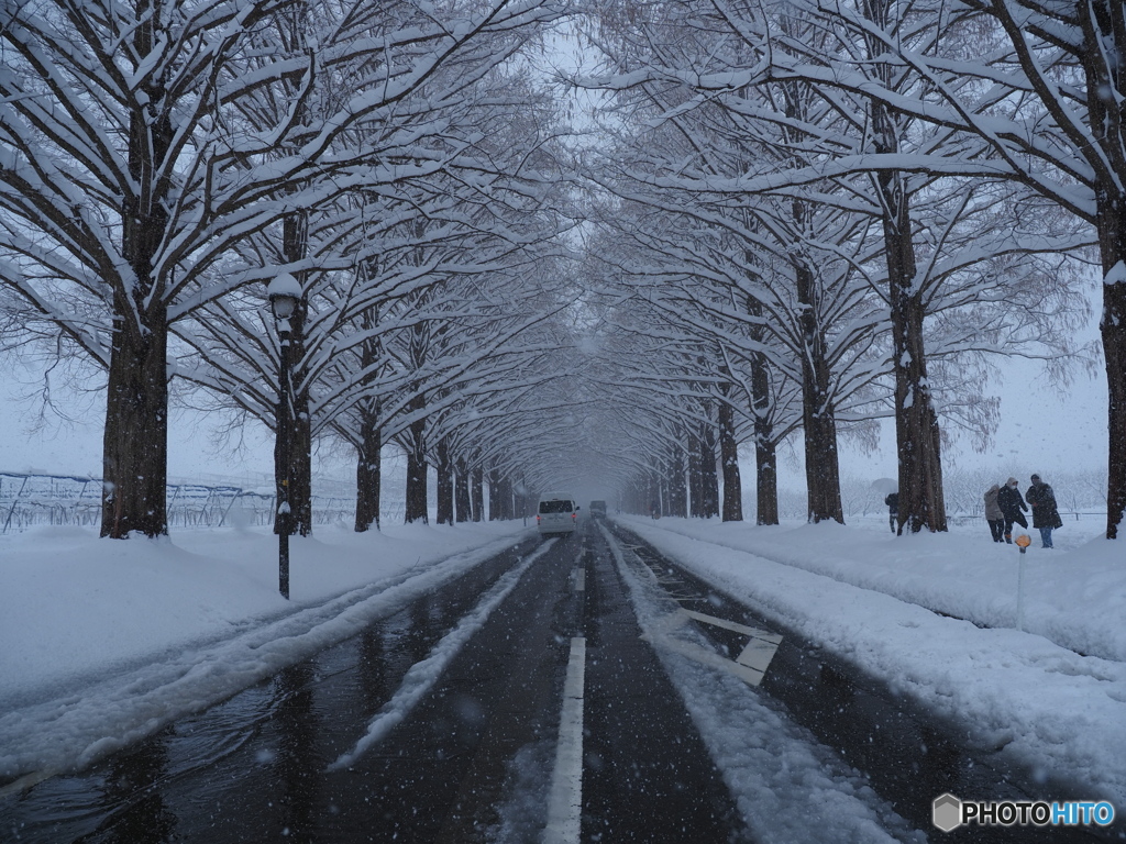 雪まみれの湖北～マキノ～
