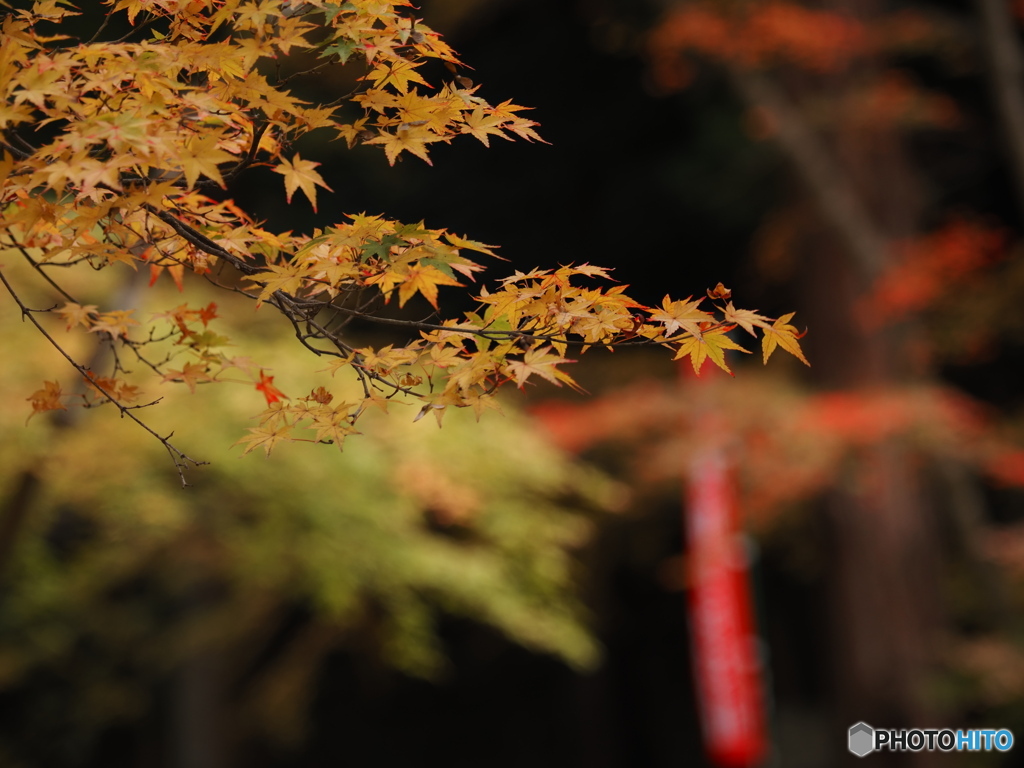 晩秋の京散歩Ⅴ  今熊野 観音寺１