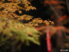 晩秋の京散歩Ⅴ  今熊野 観音寺１