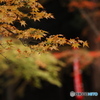 晩秋の京散歩Ⅴ  今熊野 観音寺１