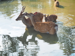 夏の奈良公園・鹿さんファミリーの夕涼み