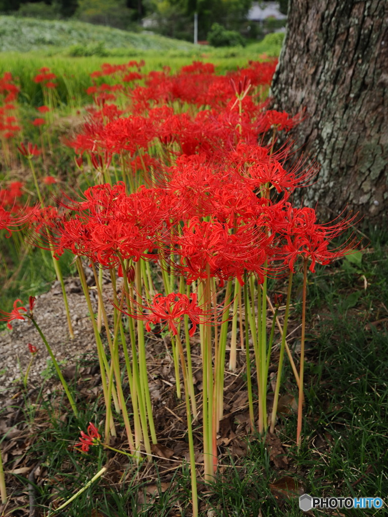 2022彼岸花・・・紅Ⅲ