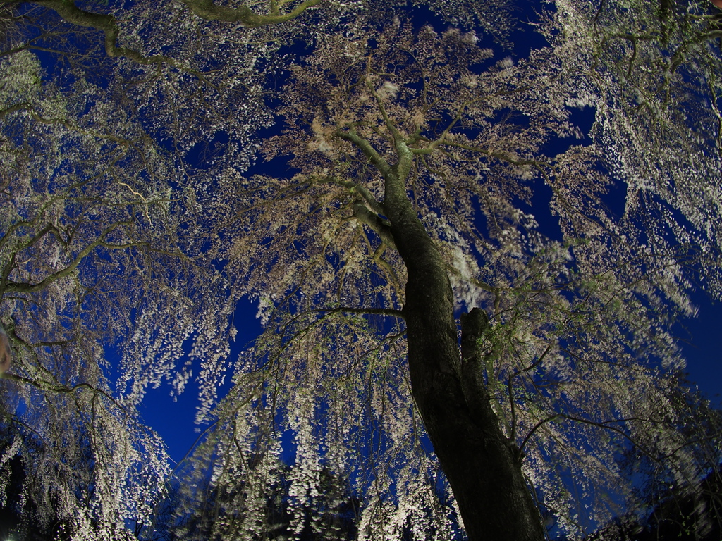 夜桜が見たかった！