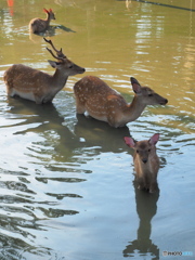 夏の奈良公園・鹿さんファミリーの夕涼み