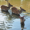 夏の奈良公園・鹿さんファミリーの夕涼み
