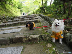 グリーンの嵯峨野を歩く～わんこーず
