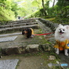 グリーンの嵯峨野を歩く～わんこーず