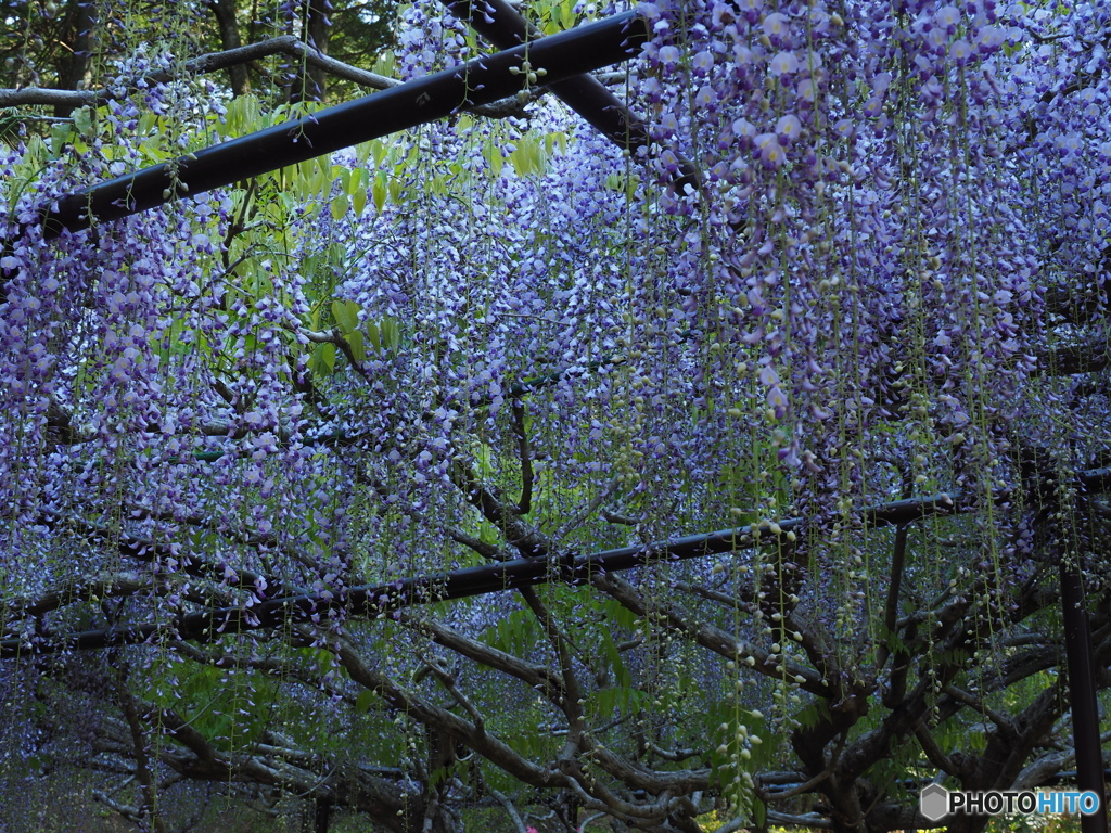 藤を楽しむ～白毫寺～