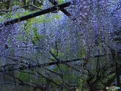 藤を楽しむ～白毫寺～