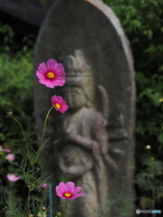 2021 秋桜 般若寺Ⅱ