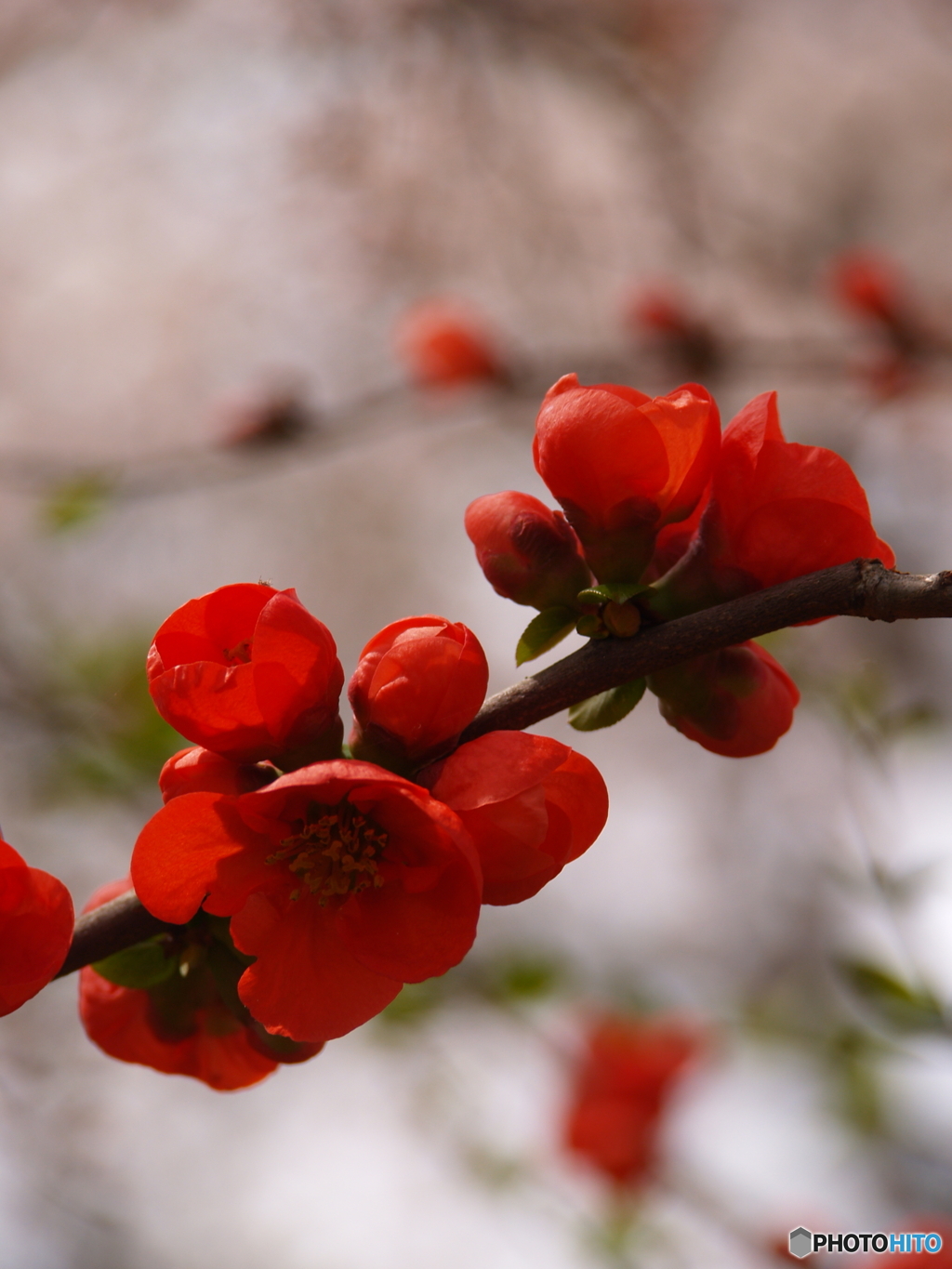 「木瓜」るのまだ早い～