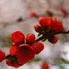 「木瓜」るのまだ早い～
