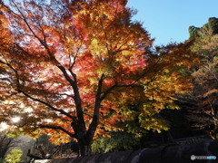 山寺と紅葉 四