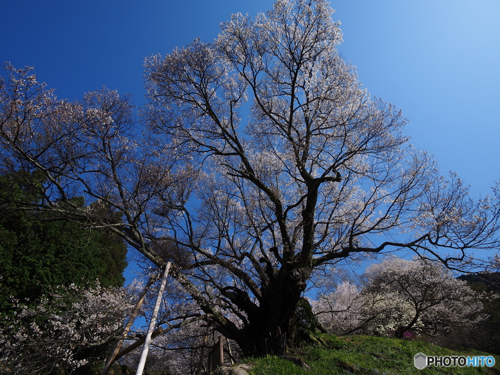 千年桜１　佛隆寺