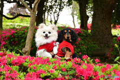 春の公園、楽しいね。