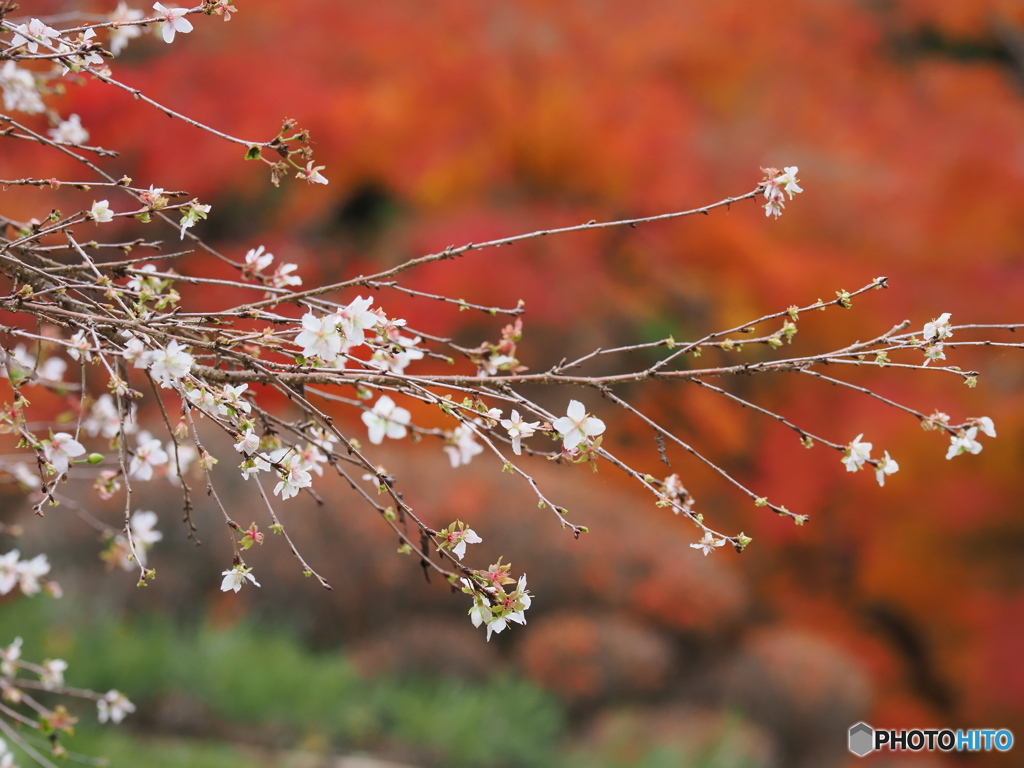 湖東の紅葉を楽しむ～西明寺
