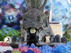 洛西の紫陽花寺を歩く～柳谷観音 楊谷寺