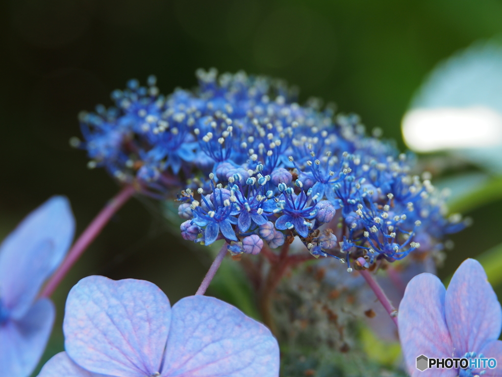 今年はこんな紫陽花観れるかな？①