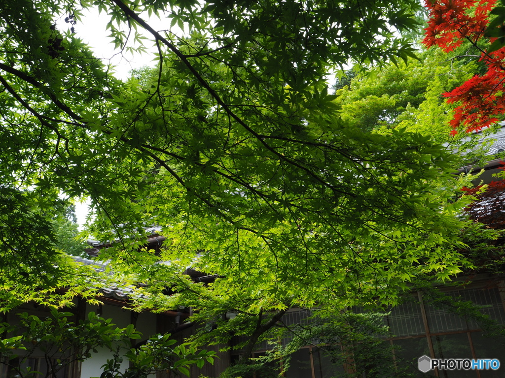 緑の中の寺院散策～百済寺