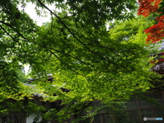 緑の中の寺院散策～百済寺