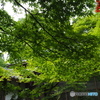 緑の中の寺院散策～百済寺