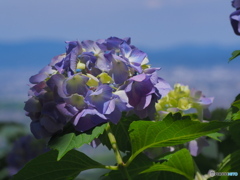 洛西の紫陽花寺院を歩く～善峯寺～