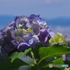 洛西の紫陽花寺院を歩く～善峯寺～