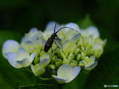 続　紫陽花咲いてます～♪