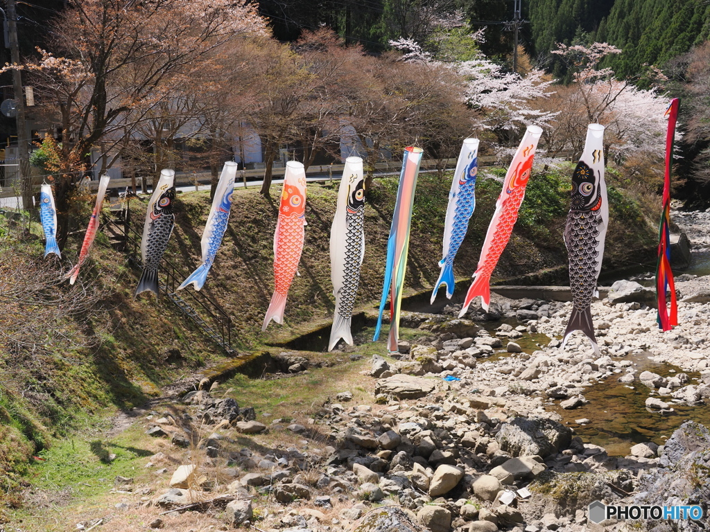 「さくら」から「こい」へ!