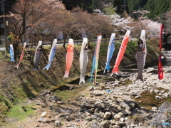 「さくら」から「こい」へ!