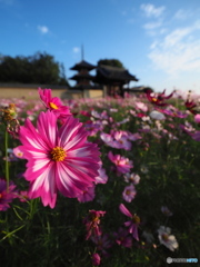 2021 秋桜 法起寺Ⅲ